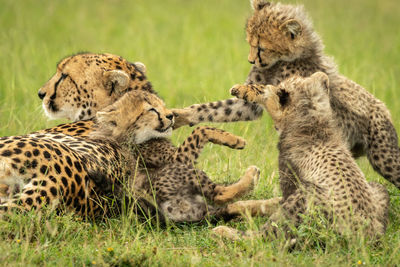 Cheetah lies near three cubs play fighting