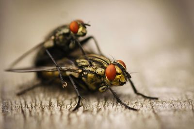 Close-up of fly on wood