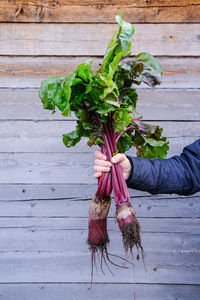 Fresh beets in a man's hand on a wooden gray background