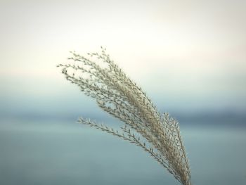 Close-up of stalks against the sky