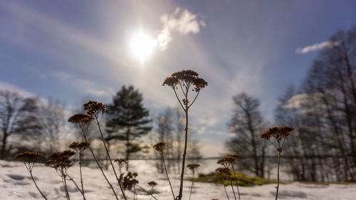 Scenic view of snow field against sky during sunset