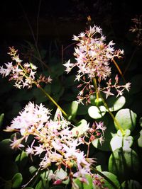 Close-up of pink flowers