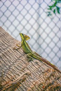 Close-up of lizard on a fence