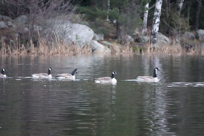 Swans swimming in lake