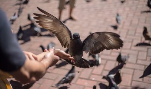 Close-up of hand feeding birds