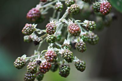 Close-up of berries growing on plant