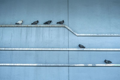 Seagulls perching on wall