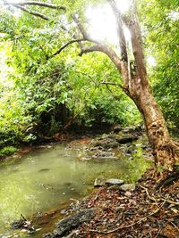 Scenic view of tree against sky