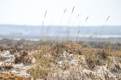 Plants growing on beach against sky