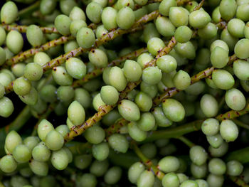 Full frame shot of grapes