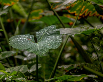 Close-up of raindrops on leaves