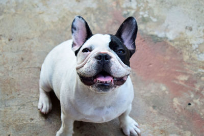High angle portrait of dog at park