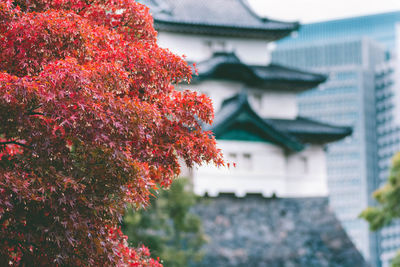 Red tree by building in city