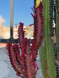 Close-up of succulent plant