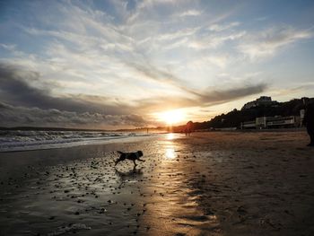 View of dog at beach during sunset