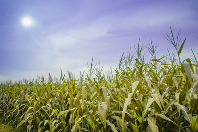 Crops growing on field against sky