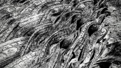 Full frame shot of tree trunk