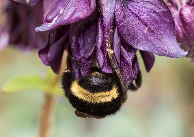 Close-up of bee on purple flowering plant