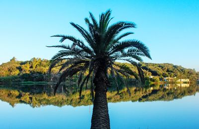 Palm trees by lake against sky