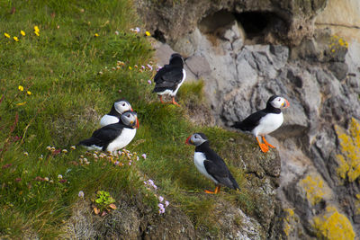 High angle view of birds perching on rock