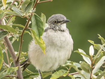 Close-up of bird perching on plant