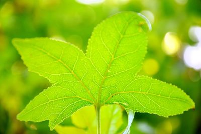 Close-up of green leaf