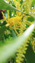 Close-up of fresh green plant