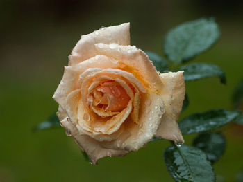 Close-up of wet rose