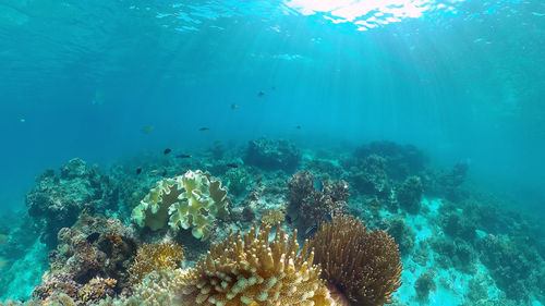 underwater