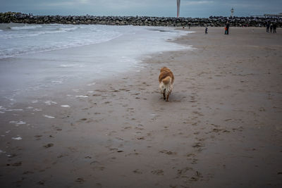 Dog running on beach