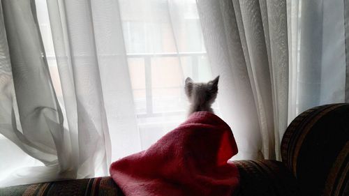 Rear view of cat on sofa against curtain at home