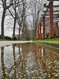 Reflection of bare trees in lake against buildings in city