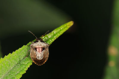 Close-up of insect on leaf