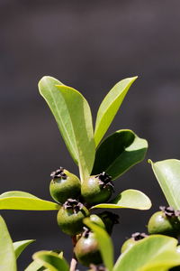 High angle close-up of guavas growing on tree during sunny day