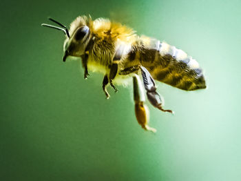 Close-up of insect on yellow flower