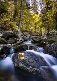 Stream flowing through rocks in forest