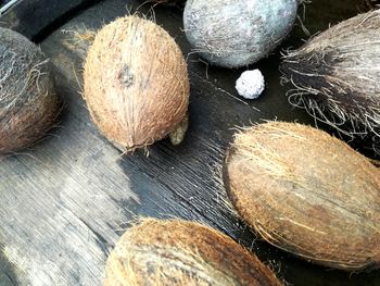 Close-up of shells on wood