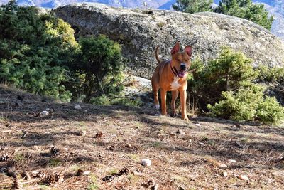 Dog on stone wall