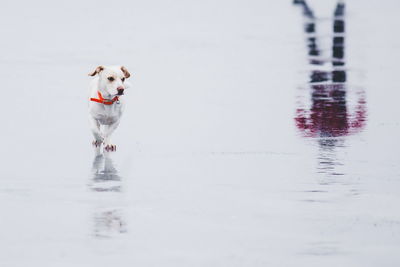 Dog on frozen lake with reflection of person