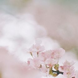 Close-up of pink cherry blossom