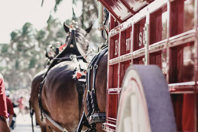 Low angle view of horse standing against beer cart