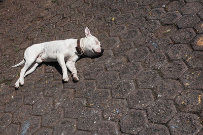 High angle view of dog lying on footpath