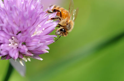 Close-up of bee pollinating on flower