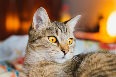 Close-up portrait of cat