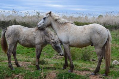 Horses standing in a field
