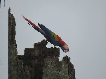 Bird perching on wooden post against sky