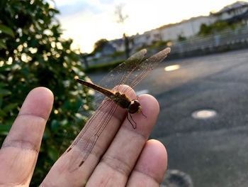 Close-up of hand holding insect