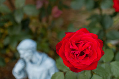 Close-up of red rose