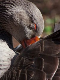 Close-up of a bird