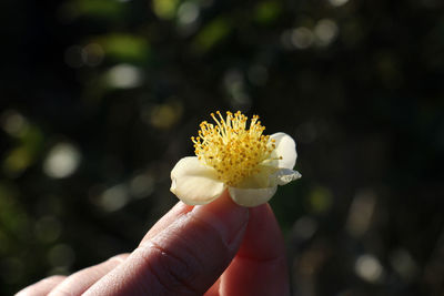Close-up of hand holding small flower